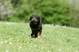 BEAUCERON - PUPPIES 339